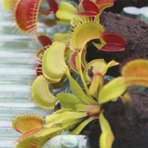 Mini-motte de Dionaea muscipula : image à la une