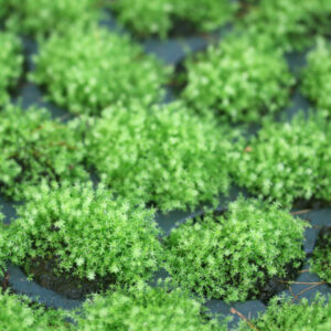 Les Mini-Mottes : « LA » solution compacte ! : image à la une