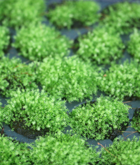 mini-mottes mousses, fougères et plantes exotiques chez Karnivores.com