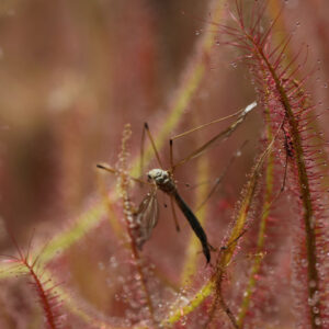 Plantes carnivores : Approche écologique contre les ravageurs de culture : image à la une