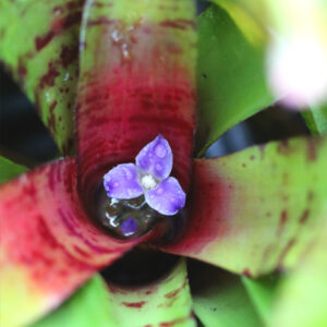 Guide complet de culture de Neoregelia en terrarium : image à la une