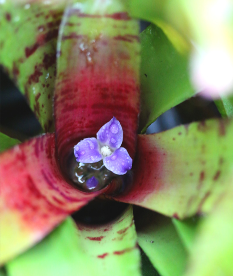 Guide complet des neoregelia en terrarium
