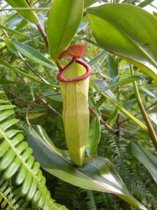 epenthes hybride ?
