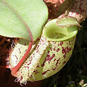 Plante carnivore Nepenthes