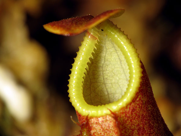 Nepenthes diatas - Photo © Stéphane Joly