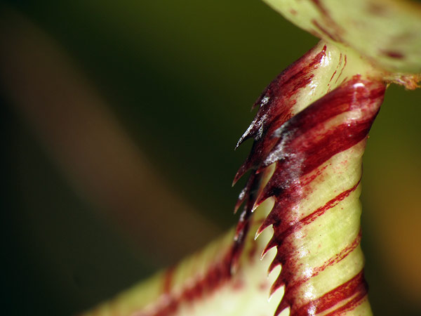 N. rafflesiana f. gigantea Photo © Stéphane Joly
