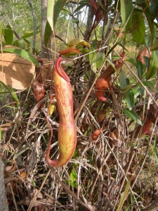 Nepenthes smileisii