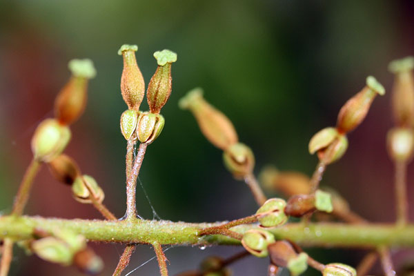 Fleurs femelle de Nepenthes allardii