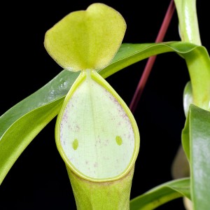 Piège de Nepenthes reinwardtiana et ses 