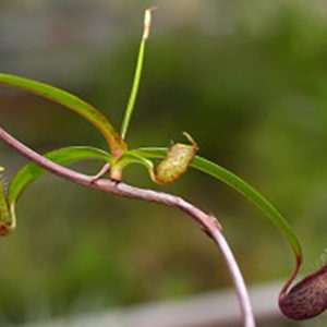 Un rejet de Nepenthes dans les airs : image à la une