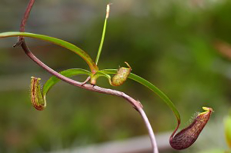 Rejet aérien de Nepenthes