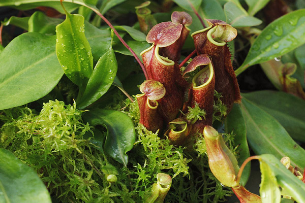 Culture de plante carnivore sur sphaigne vivante