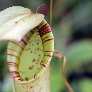 Les Nepenthes imitent les fleurs pour se nourrir : image à la une