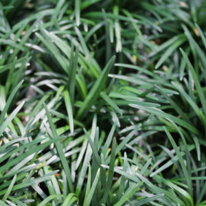Ophiopogon japonicus ‘Nanus’ : La « pelouse » minimaliste : image à la une