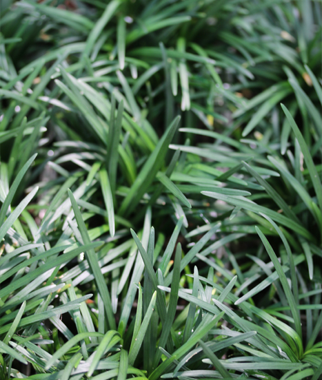 Ophiopogon japonicus nanus en culture