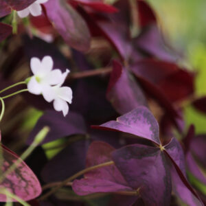 Oxalis triangularis : culture, entretien et conseils : image à la une
