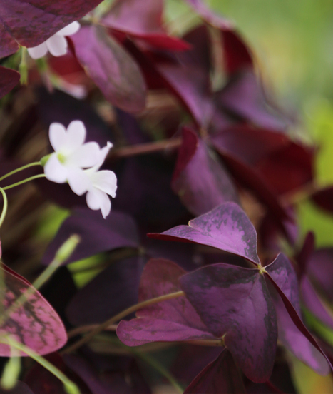 Oxalis triangularis aussi appelé Trèfle pourpre