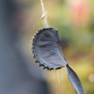 Plante carnivore qui meurt : le guide complet pour sauver votre Dionée, Sarracenia ou Drosera : image à la une