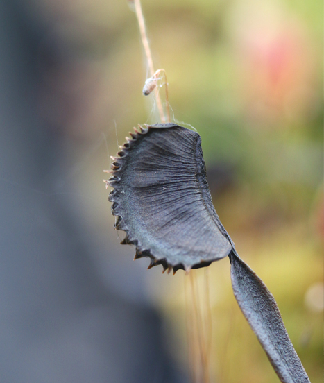 guide complet pour sauver votre Dionée, Sarracenia ou Drosera