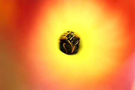 Vue intérieure d'un piège de Sarracenia. Le cadmium, transmis par les insectes, est toxique pour plantes carnivores, selon des chercheurs Anglais.