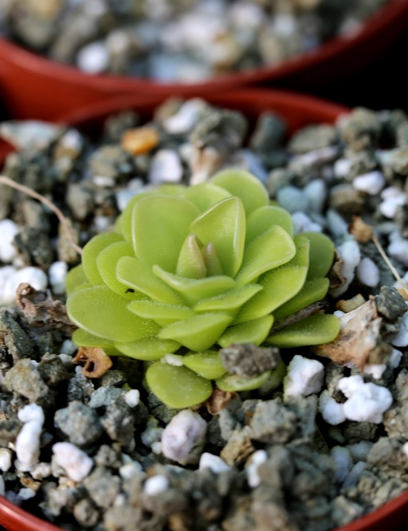 Pinguicula bailly