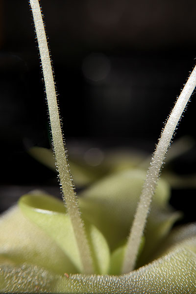 Hampe florale de pinguicula