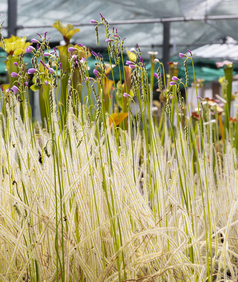 La lumière est essentielle à la croissance des plantes carnivores