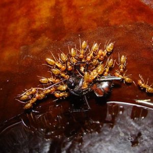 Comment un Nepenthes tire profit des fourmis : image à la une