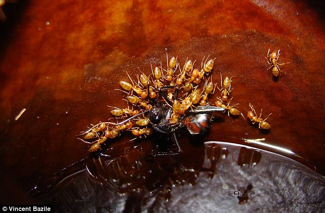 Travail en cours : le travail de fourmis en équipe pour sortir les insectes noyés - ensuite elles mangent et excrètent les restes, permettant à la plante de recevoir de l'azote