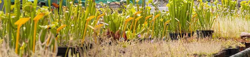 Plantes carnivores des pépinières Karnivores