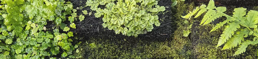 Association de plantes exotiques au feuillage varié sur lit de mousse