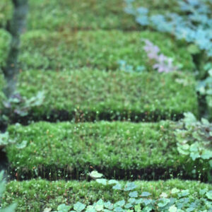 Quelles plantes faire pousser sur du xaxim ? : image à la une