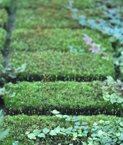 Tout un monde de plantes à faire pousser sur le xaxim s'offre à vous