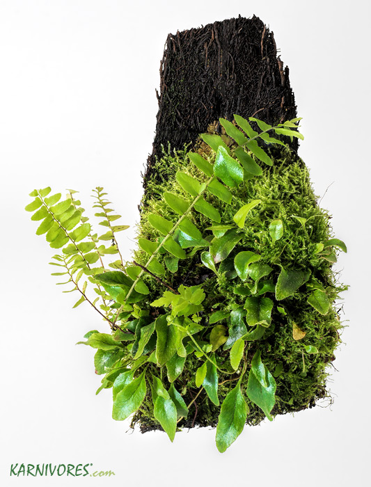 De belles plantes font un beau xaxim !