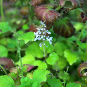 Plectranthus ernestii : une plante graphique idéale pour le terrarium : image à la une