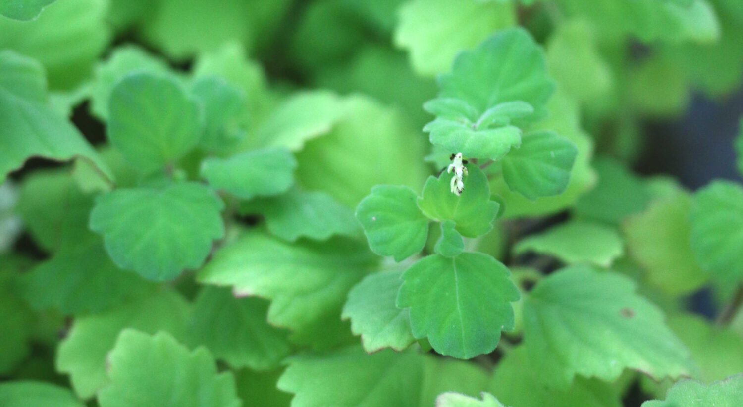 Les vert des feuilles de ce plectranthus sont d'un vert pomme à la belle saison