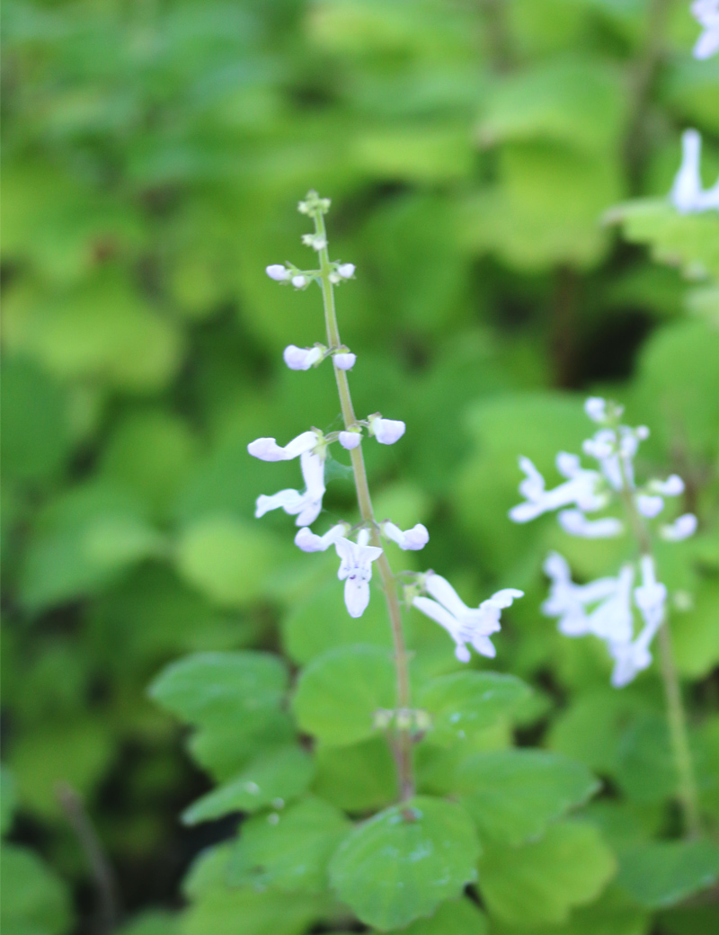 Fleurs de plectranthus ernestii