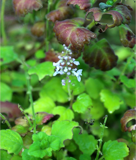 Plectranthus ernestii en forme et en fleur