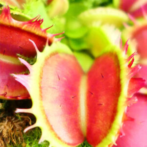 La plante qui « sent » le toucher : découverte du capteur tactile de la Dionée attrape-mouche : image à la une