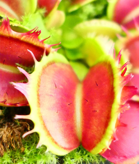 Poils sensitif dionaea fused tooth