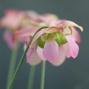 -20% sur une belle sélection de plantes carnivores ! : image à la une