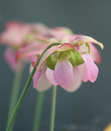Promotion plantes carnivores