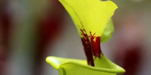 -20% sur Sarracenia flava var. rugelii