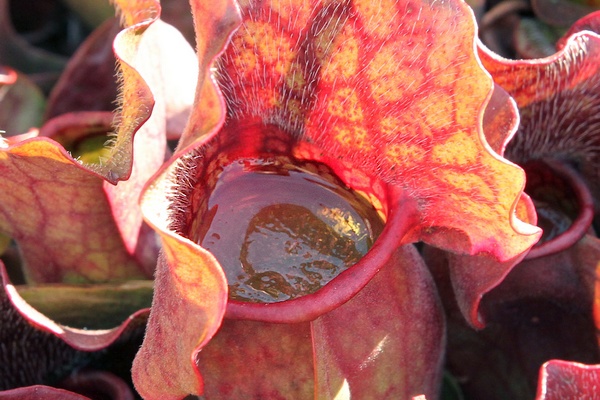 Eau gelée dans une urne de Sarracenia purpurea