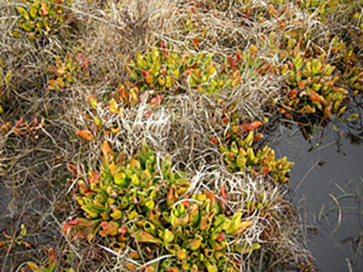 Sarracenia purpurea en Irlande du Nord - Photo © James O'Neill