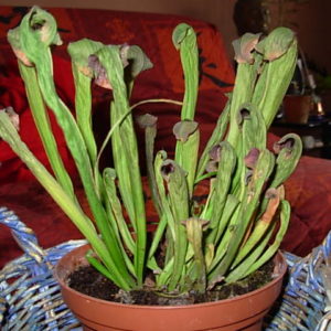 Attaque de Pythium sur un Sarracenia : image à la une