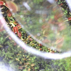 Quand semer des graines de plantes carnivores ? : image à la une