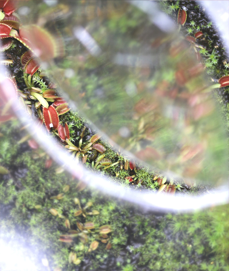 Semis réussi de Dionaea muscipula