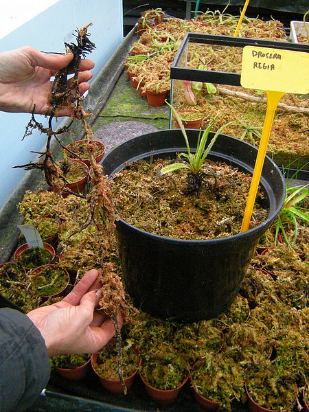 Système racinaire de Drosera