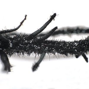 Zoom sur des racines de Nepenthes : image à la une